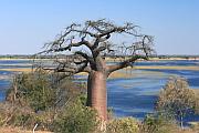 Botswana（博茨瓦納／波札那）：Kasane