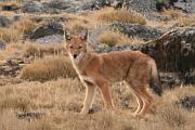 尋找瀕臨絕種的東非野狼：Bale Mountains National Park（貝爾山國家公園）