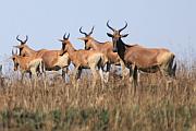 尋找罕有的羚羊：Senkele Swayne's Hartebeest Sanctuary