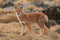 Ethiopian Wolf (Simien Fox)（埃塞俄比亞狼／衣索比亞狼）