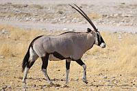 Gemsbok / Oryx（南非劍羚）