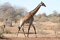 Giraffe（長頸鹿）