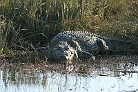 Crocodile (Nile Crocodile)（尼羅河鱷魚）