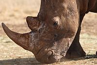 Rhinoceros (White Rhinoceros)（白犀牛）