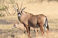 Roan Antelope（馬羚）