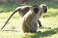 Vervet Monkey（長尾猴／綠猴）
