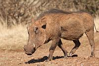 Warthog（疣豬）