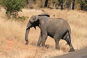 大象過馬路