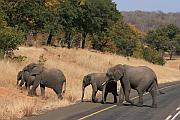 大象過馬路