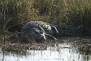 Nile Crocodile (尼羅鱷)