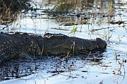 Nile Crocodile (尼羅鱷)