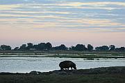 Botswana（博茨瓦納／波札那）：Chobe National Park