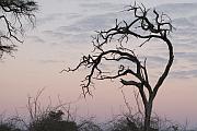 Chobe 國家公園