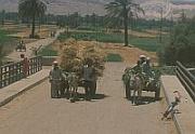 往 Dendera 途中看到的驢車