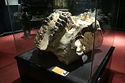 古象化石