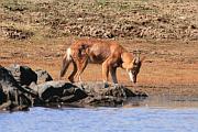 埃塞俄比亞狼走往飲水