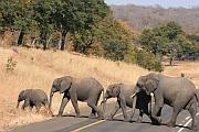 大象小象過馬路