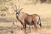 上次看不到的 Roan Antelope