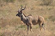 上次看不到的 Greater Kudu（大捻角羚 / 大旋角羚羊）