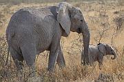 非洲象母子