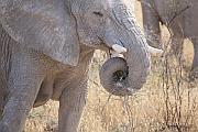 進食中的非洲象