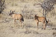 較年輕的南非劍羚