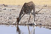 到水潭喝水的長頸鹿
