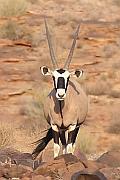 南非劍羚