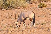 南非劍羚