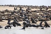 Namibia（納米比亞／那比亞）：Walvis Bay 觀海豚、看海狗、吃生蠔
