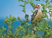  紅喙彎嘴犀鳥 Red-billed hornbill