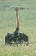 駝鳥 ostrich