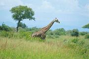  馬賽長頸鹿 Masai giraffe