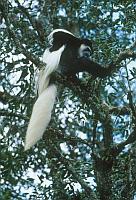 黑白疣猴 Black-and-white colobus monkey