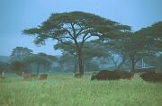 雨中的水牛和水羚