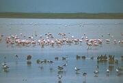 Lake Eyasi 湖中的紅鶴和雀鳥