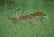  高角羚 impala, 又稱黑斑羚或飛羚