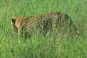 不停被人騷擾的花豹 leopard