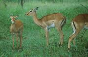 雨中的高角羚 impala