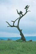 樹上禿鷹 lappet-faced vulture
