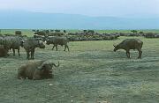 一群非洲水牛