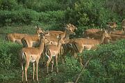 高角羚 impala