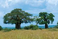 猴麵包樹 (baobab)