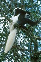 黑白疣猴 (Black and White Colobus)