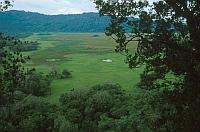 公園內的 Ngurdoto Crater 就像小型的 Ngorongoro Crater，不過就不能下去和看不見有大型動物。