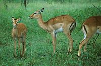 雨中的高角羚 (impala, 又稱黑斑羚或飛羚)