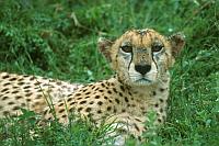 Gol Kopjes 的獵豹 (cheetah)