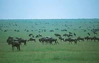 東非動物大遷徙 (Animal migration / Wildebeest migration)