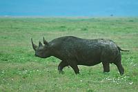 黑犀牛 (black rhinoceros)