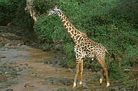 長頸鹿 (giraffe)